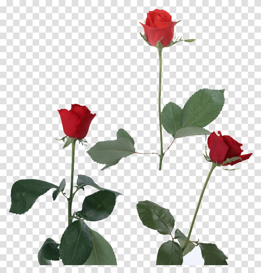 This Product Design Is Red Rose About Flowers Vector Otkritki S Yubileem 55 Let, Plant, Blossom, Petal, Acanthaceae Transparent Png