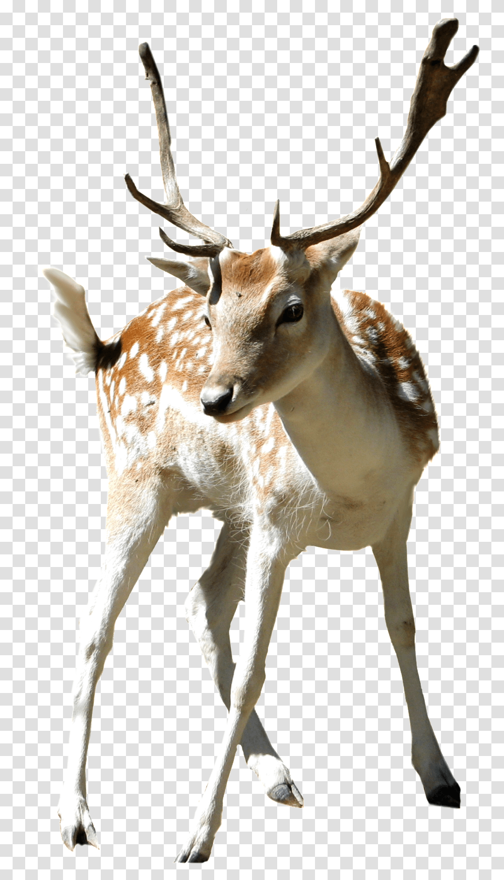 This Product Design Is Zoo Sika Deer Cartoon Deers, Antelope, Wildlife, Mammal, Animal Transparent Png