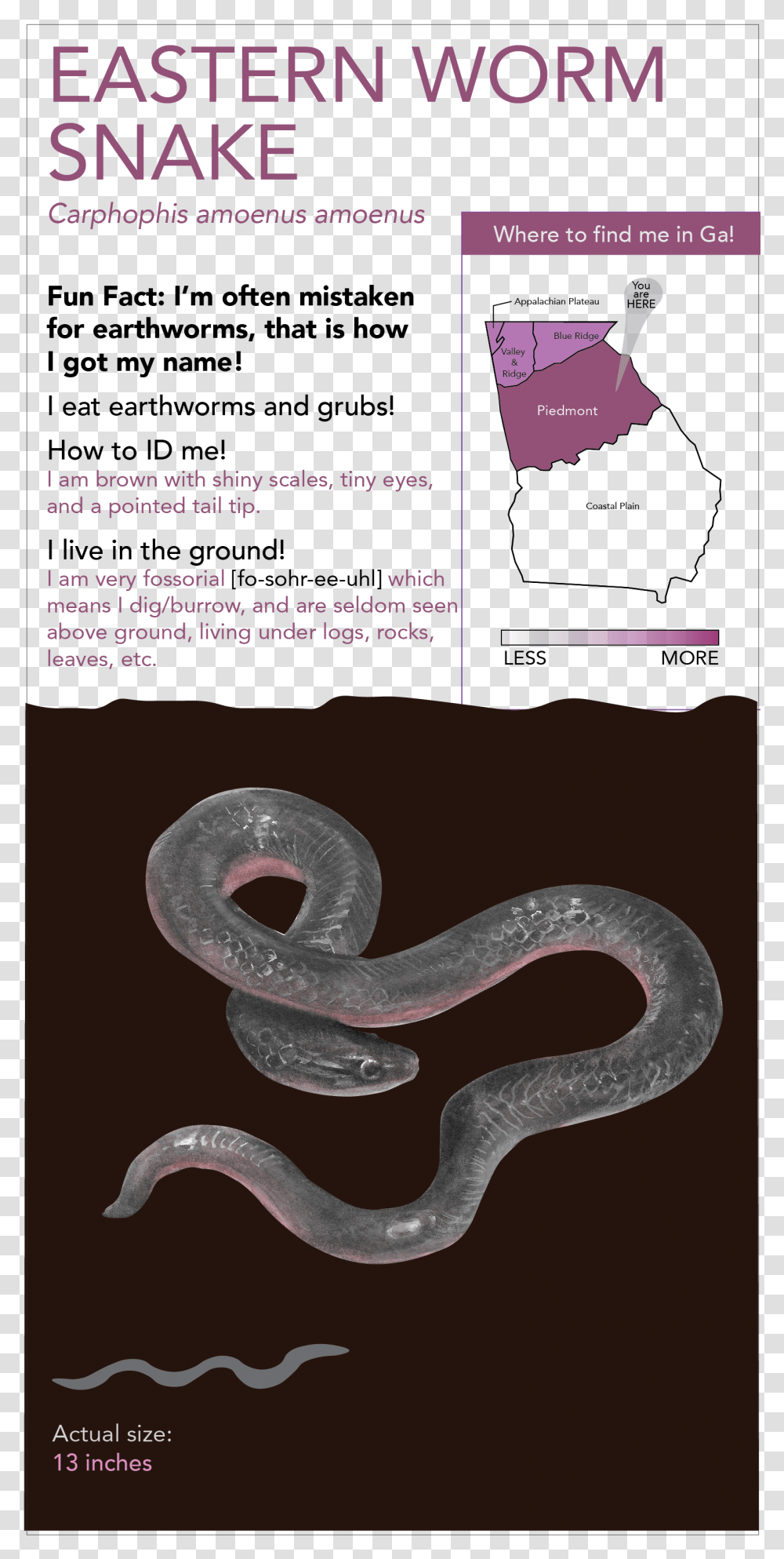 This Project Includes Paper, Snake, Reptile, Animal Transparent Png
