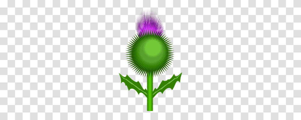 Thistle Nature, Plant, Green, Flower Transparent Png