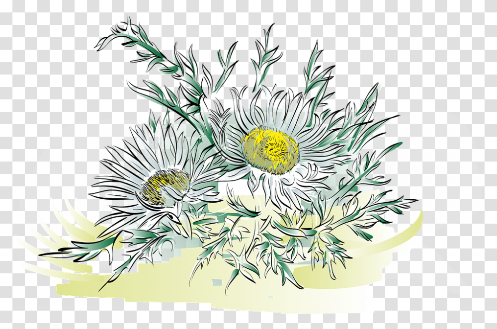 Thistle Alpine Flower Flower Plant Silver Thistle Alpenblumen, Floral Design, Pattern Transparent Png