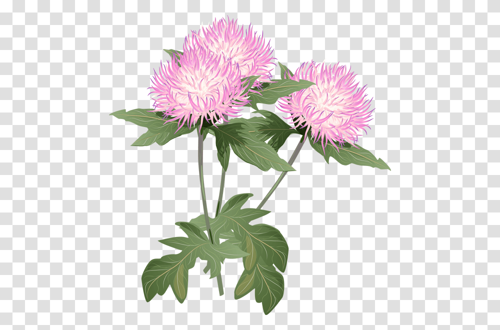 Thistle Flower Clipart, Plant, Blossom, Aster, Flower Arrangement Transparent Png