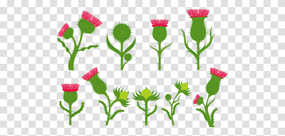 Thistle Flower Vectors Download Free Vectors Clipart Thistle Cartoons, Green, Plant, Blossom, Graphics Transparent Png