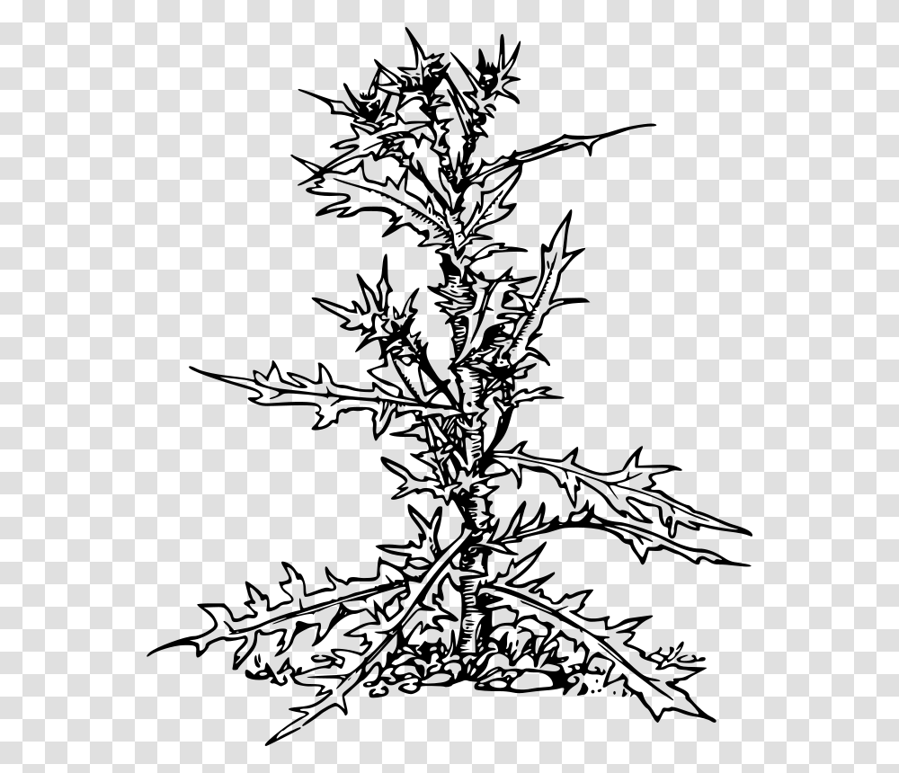 Thistle Illustration, Gray, World Of Warcraft Transparent Png