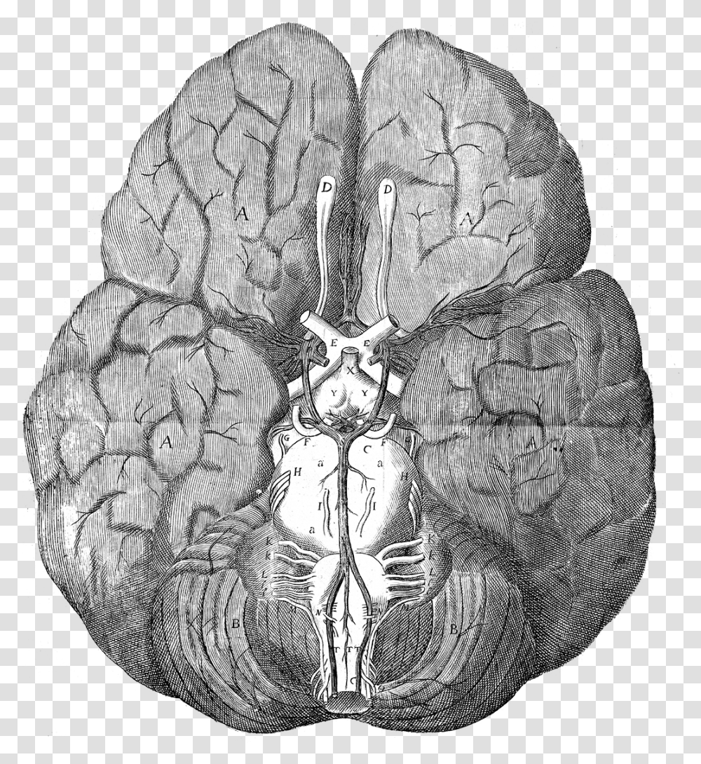 Thomas Willis Brain, Doodle, Drawing, Plant Transparent Png