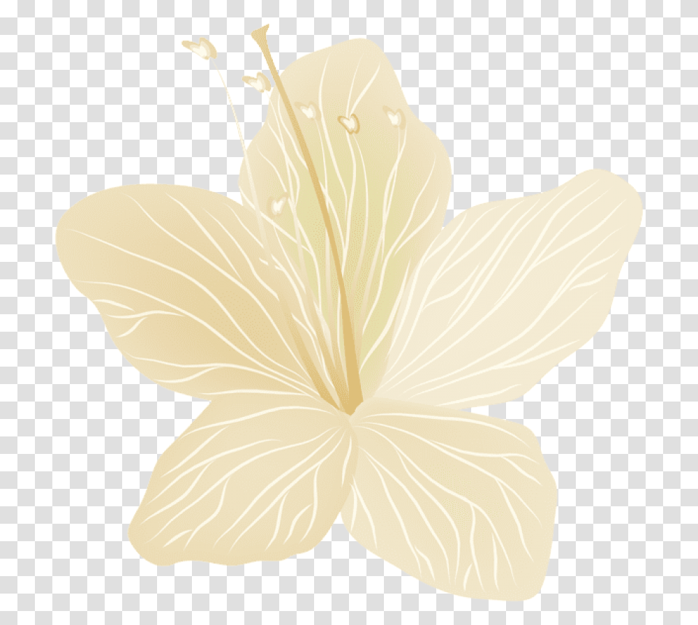 Thoranam Images Chinese Hibiscus, Flower, Plant, Blossom, Paper Transparent Png