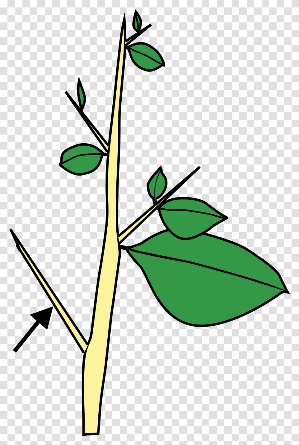 Thorn Bush Clipart, Leaf, Plant, Green, Tree Transparent Png