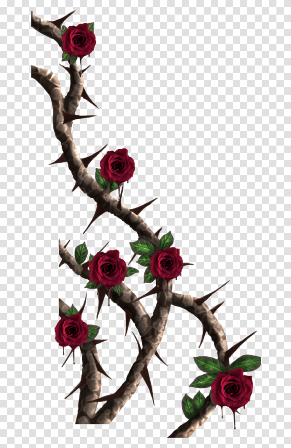 Thorn Vine Cartoons Roses With Thorns, Plant, Flower, Person, Flower Arrangement Transparent Png