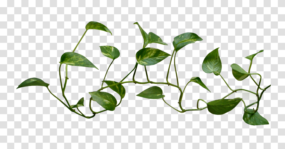 Thorn Vine Image, Leaf, Plant, Annonaceae, Tree Transparent Png