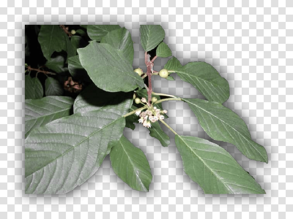 Thorn Vine, Leaf, Plant, Annonaceae, Tree Transparent Png