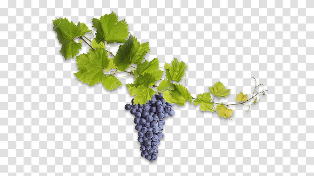 Thorn Vine, Plant, Grapes, Fruit, Food Transparent Png