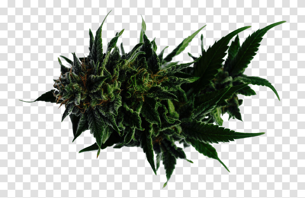 Thorn Vine, Plant, Leaf, Green, Weed Transparent Png