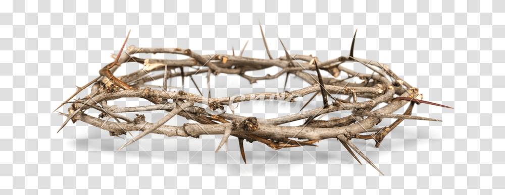 Thorns Background Snow, Wood, Insect, Invertebrate, Animal Transparent Png