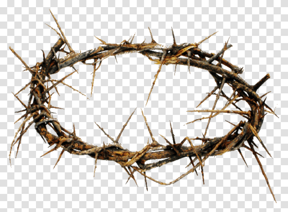 Thorns Crown Mart Crown Of Thorns, Root, Plant, Spider, Invertebrate Transparent Png