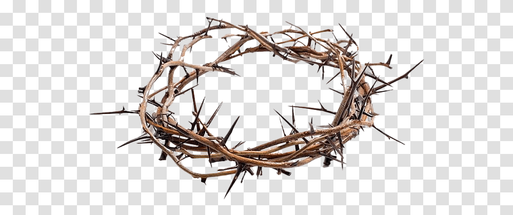 Thorns Crown Picture Crown Of Thorns Royalty Free, Antler, Wood, Plant, Root Transparent Png