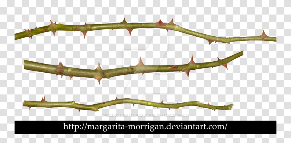 Thorns Of Roses, Plant, Flower, Blossom, Aloe Transparent Png