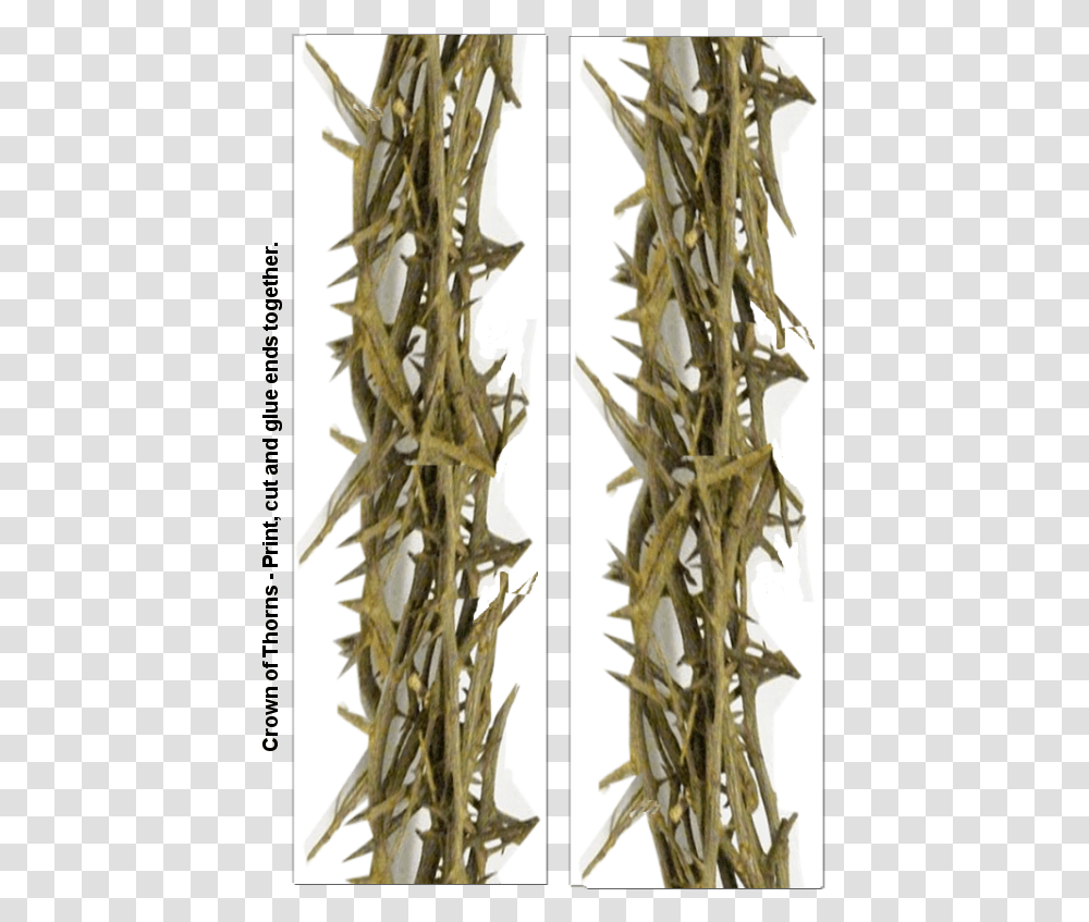 Thorns Spines And Prickles, Antler, Wood, Driftwood, Plant Transparent Png