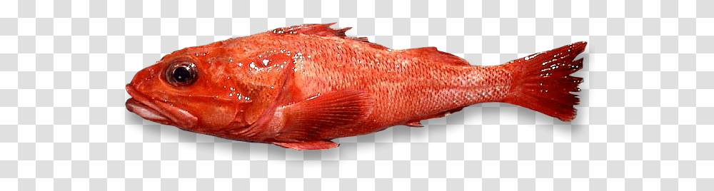 Thorny Head, Fish, Animal, Goldfish, Coho Transparent Png