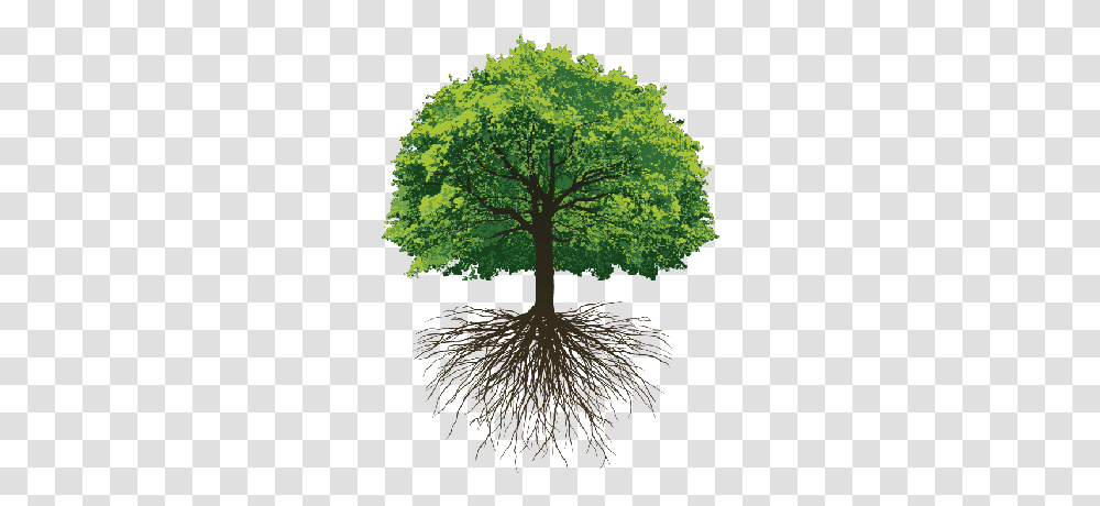 Thoughts Oak Tree With Roots, Plant, Sycamore,  Transparent Png