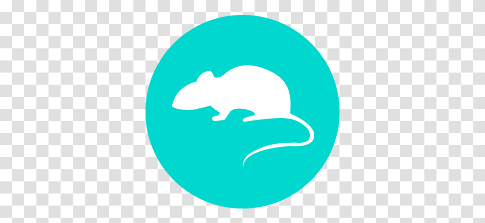 Threats Rat, Mammal, Animal, Wildlife, Rodent Transparent Png