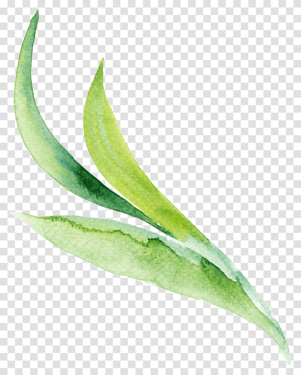 Three Aloe Cartoon Transparents Free Download Vector, Leaf, Plant, Green, Vase Transparent Png