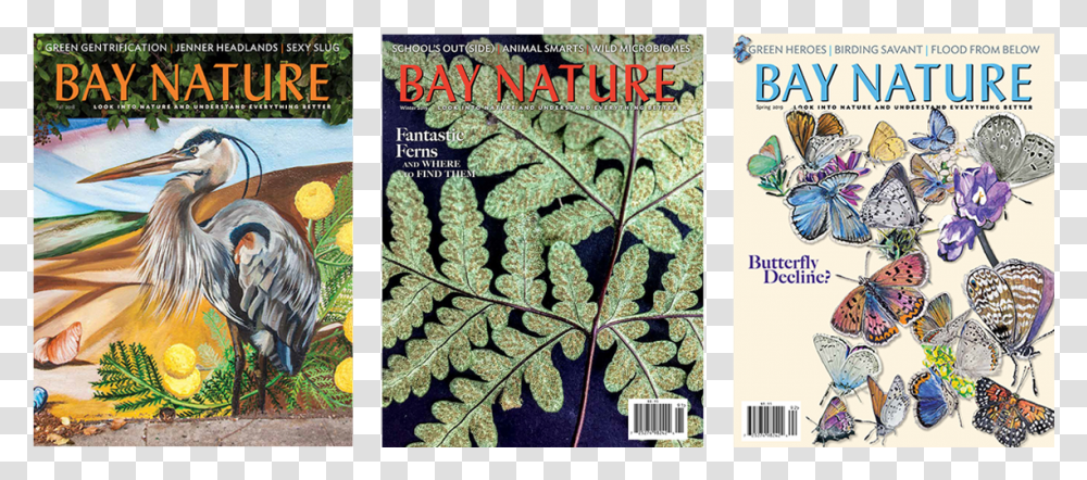 Three Bay Nature Issue Covers Little Blue Heron, Bird, Advertisement, Poster, Leaf Transparent Png