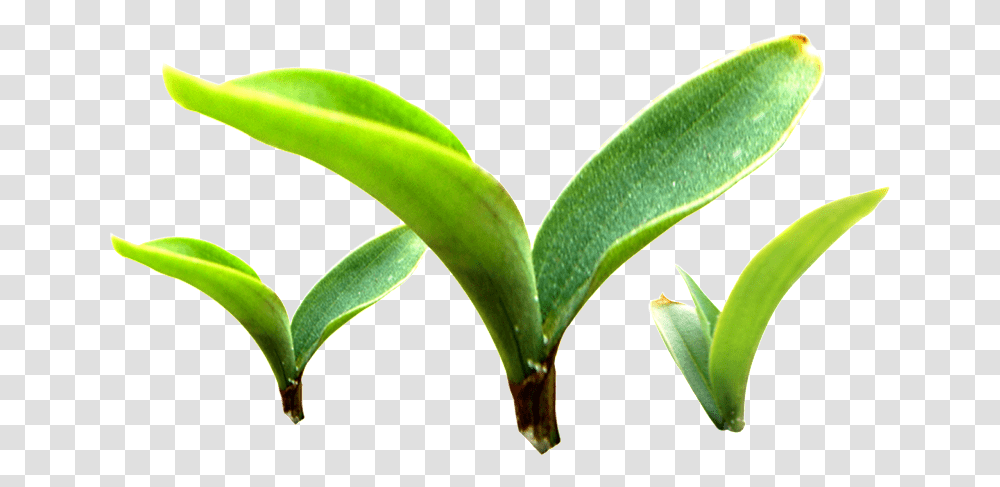 Three Buds Sprouting Plants Plant Vector, Green, Leaf, Aloe, Vegetation Transparent Png