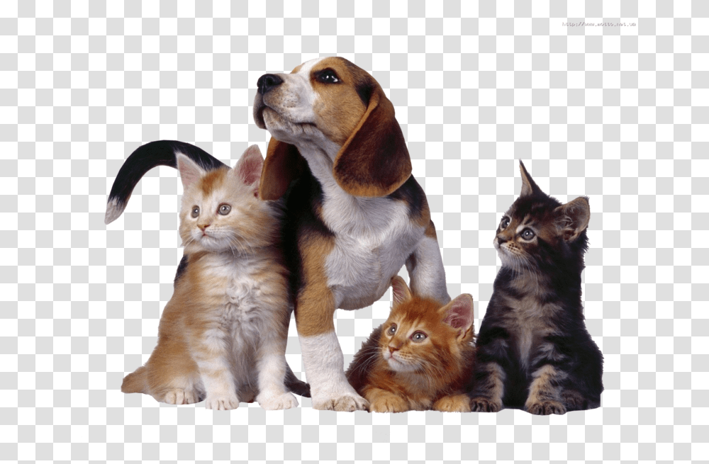 Three Cats And One Dog, Kitten, Pet, Mammal, Animal Transparent Png