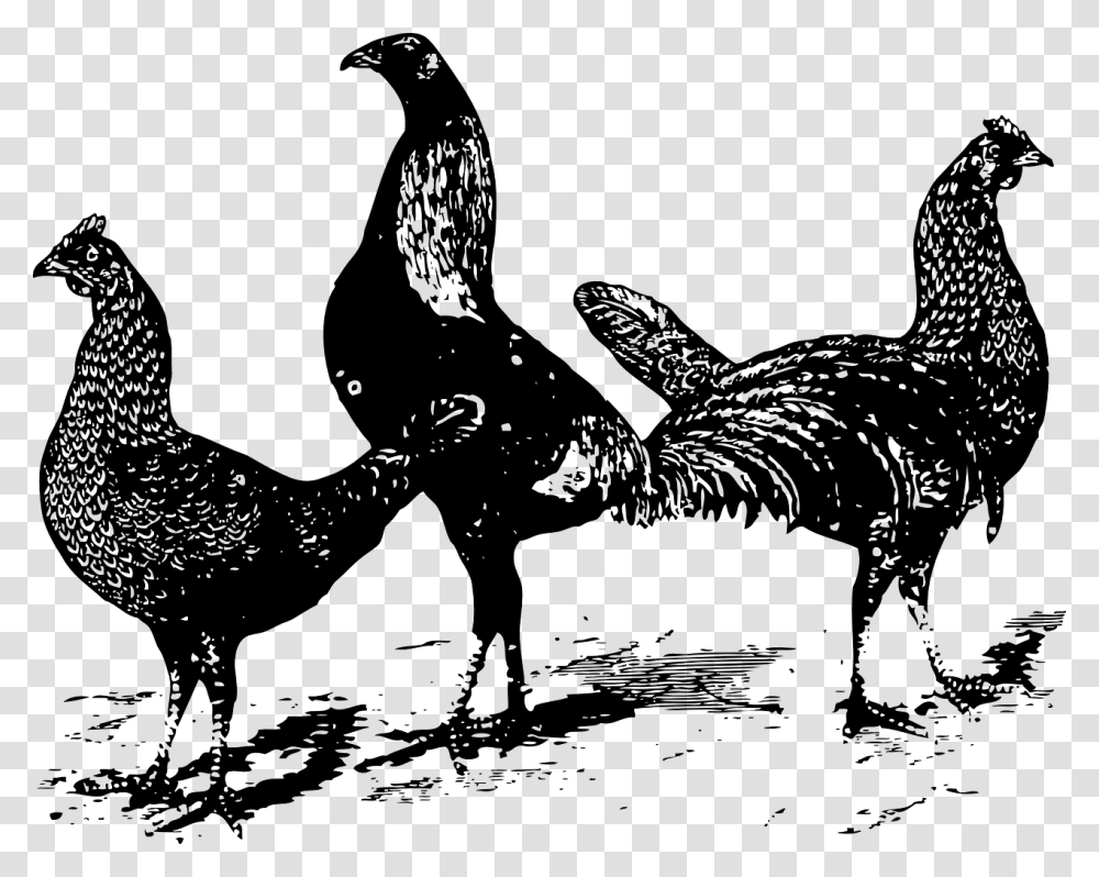 Three Chicken Clipart Black And White, Gray, World Of Warcraft Transparent Png