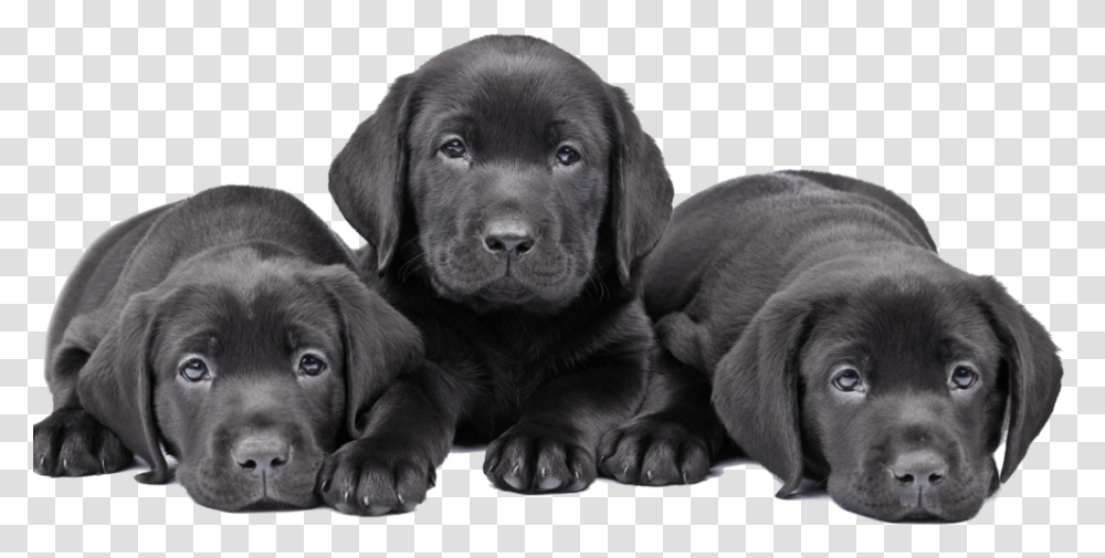 Three Cute Puppy Black Lab Black Labrador Puppy Three, Dog, Pet, Canine, Animal Transparent Png