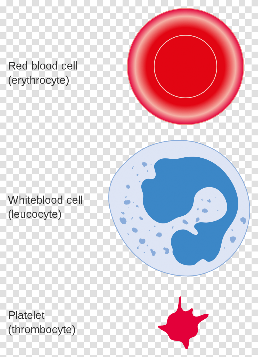 Three Different Types Of Blood Cells, Frisbee, Toy Transparent Png