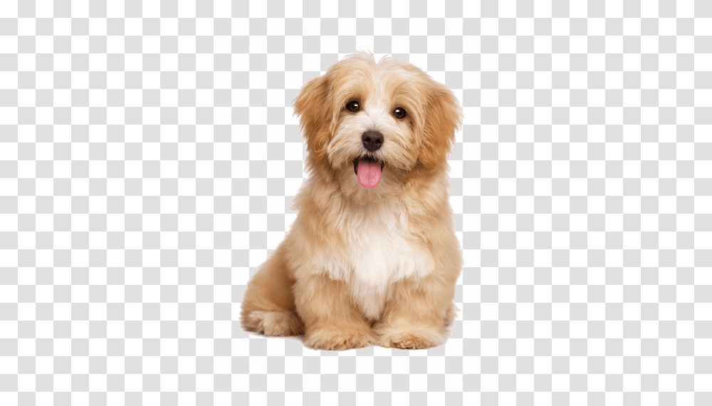 Three Dog Bakery Denver Cute Dogs, Puppy, Pet, Canine, Animal Transparent Png