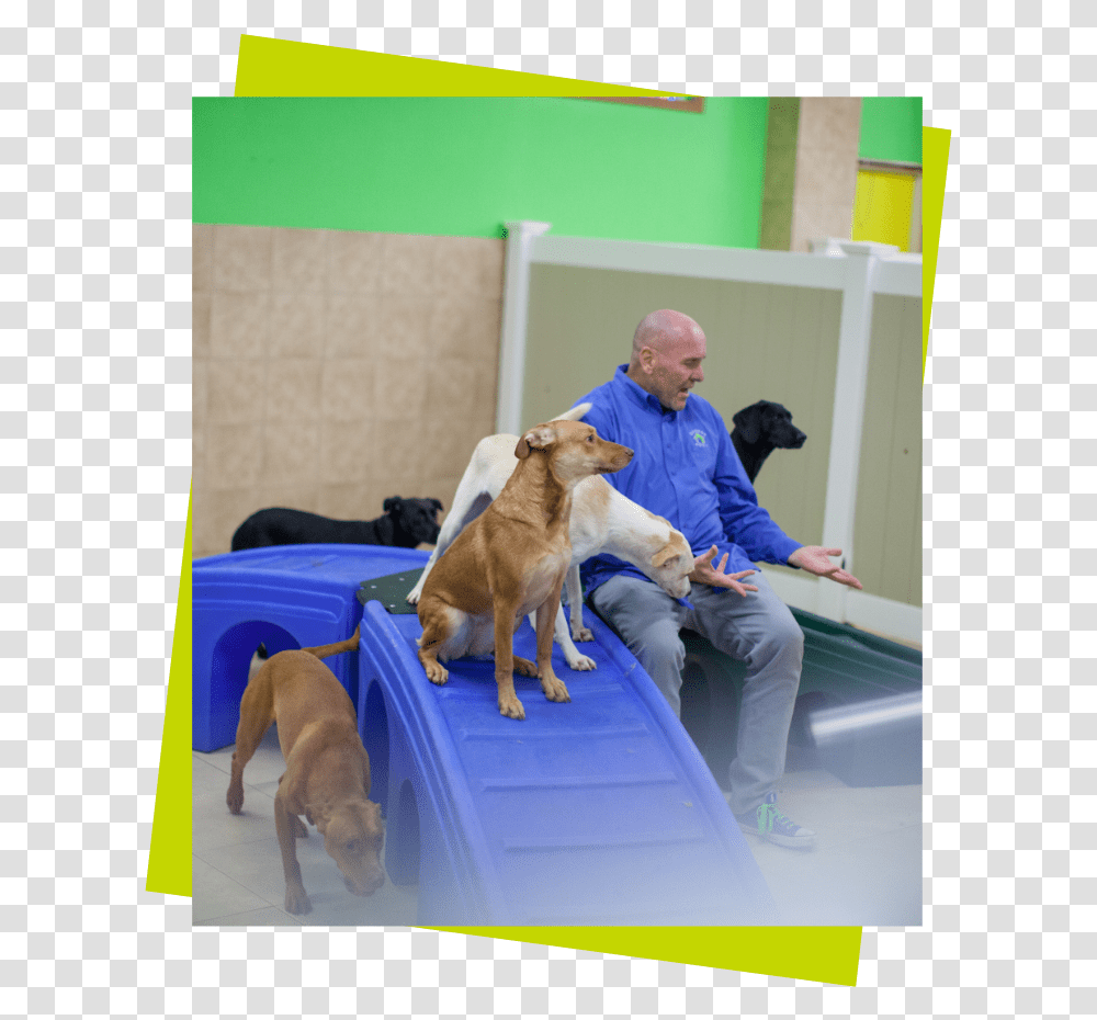 Three Dogs On A Blue Play Structure With A Sitting Companion Dog, Person, Pet, Canine, Animal Transparent Png