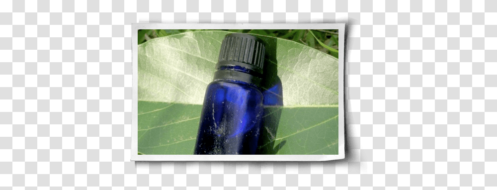 Three Essential Oils For Your Health Solution, Bottle, Leaf, Plant, Ink Bottle Transparent Png