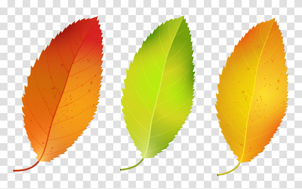 Three Fall Leaves Set Clipart, Leaf, Plant, Green, Veins Transparent Png