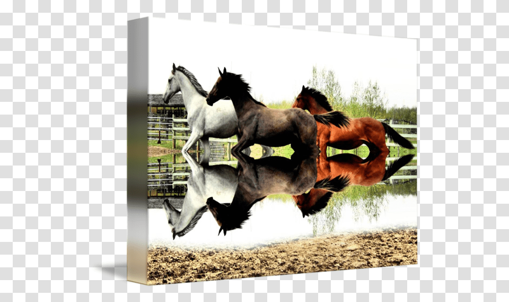 Three Horses By Robbie Browne Stallion, Mammal, Animal, Colt Horse, Cow Transparent Png