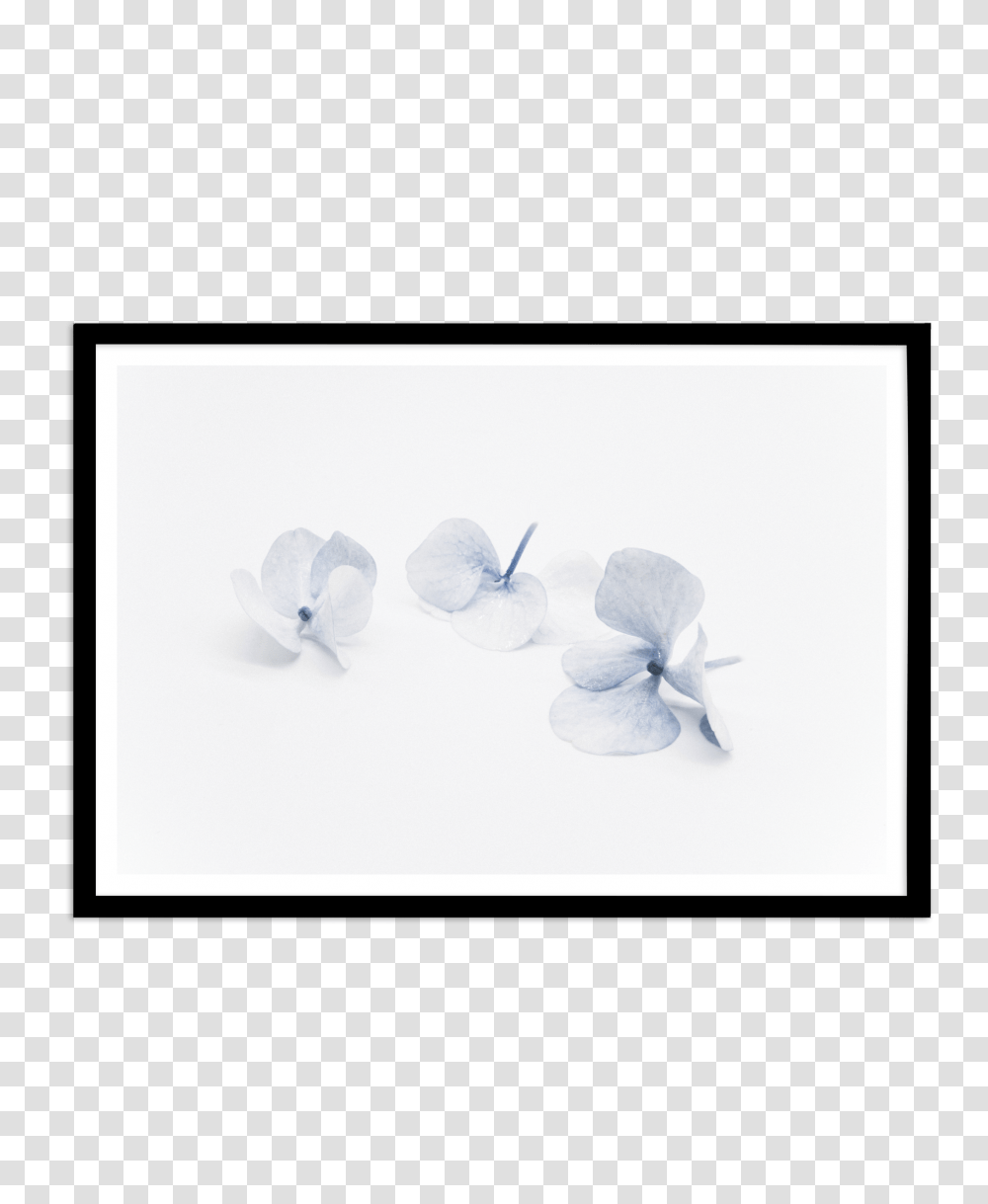 Three In Blue Hydrangea Fine Art Flower Print Or Poster, Petal, Plant, Bird, Paper Transparent Png