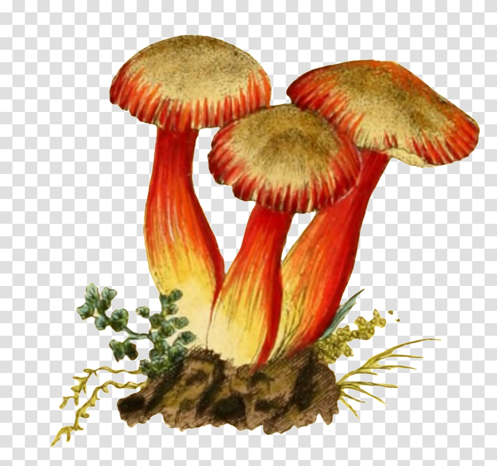 Three Mushroom Plant Vectors In The Soil Portable Network Graphics, Fungus, Amanita, Agaric Transparent Png