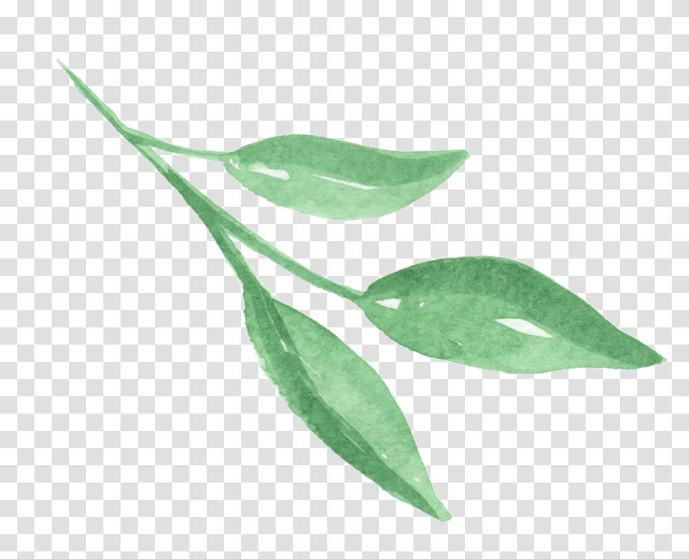Three Pieces Of Bright Green Leaves Russian Olive, Leaf, Plant, Vase, Jar Transparent Png