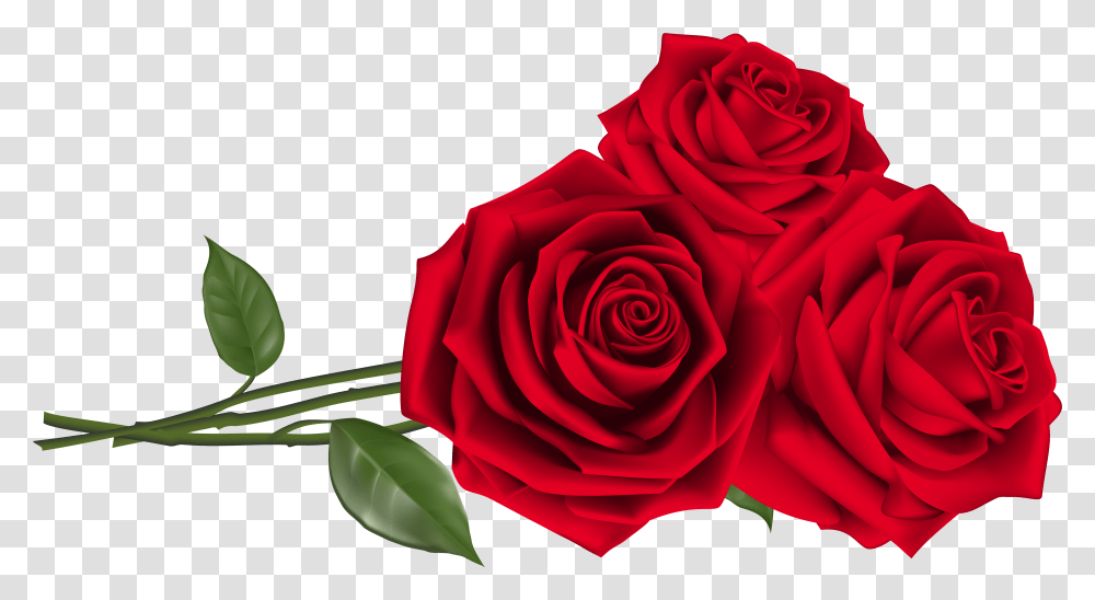 Three Red Roses Clipart Image Valentine Roses, Flower, Plant, Blossom, Petal Transparent Png