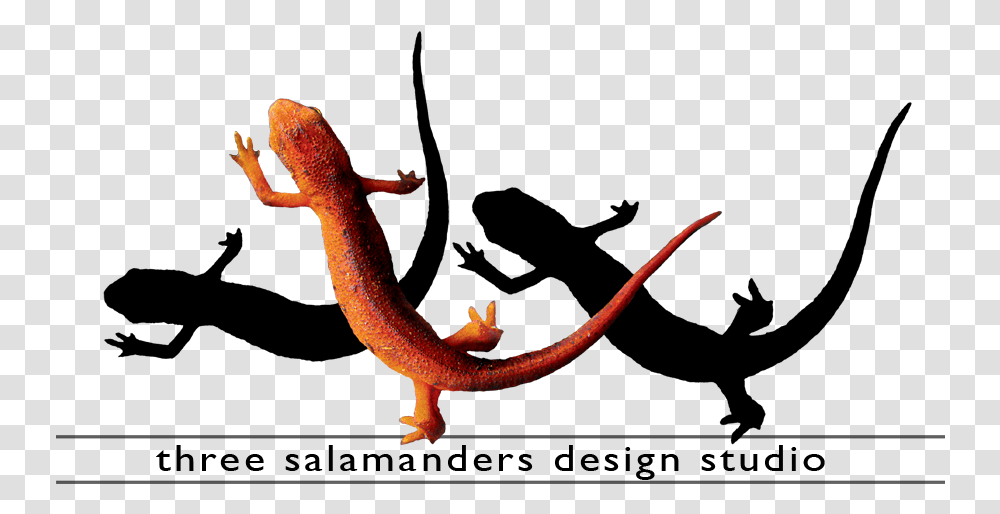 Three Salamanders Graphic Design Video Editing And, Lizard, Reptile, Animal, Amphibian Transparent Png