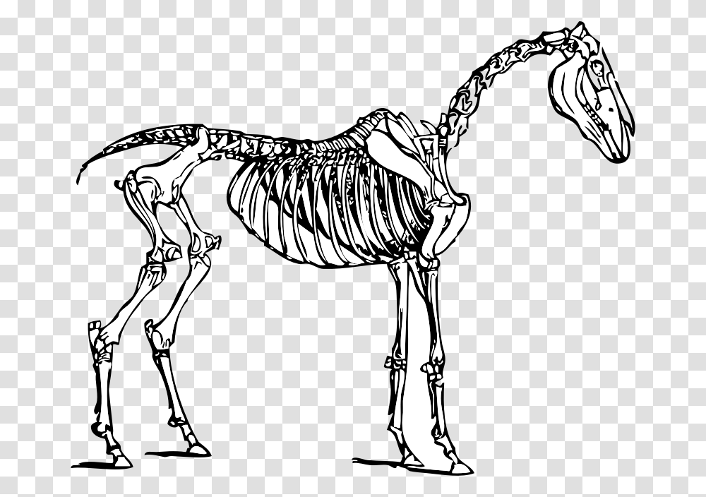 Three Skeletons Cliparts Horse Skeleton Clipart, Zebra, Wildlife, Mammal, Animal Transparent Png