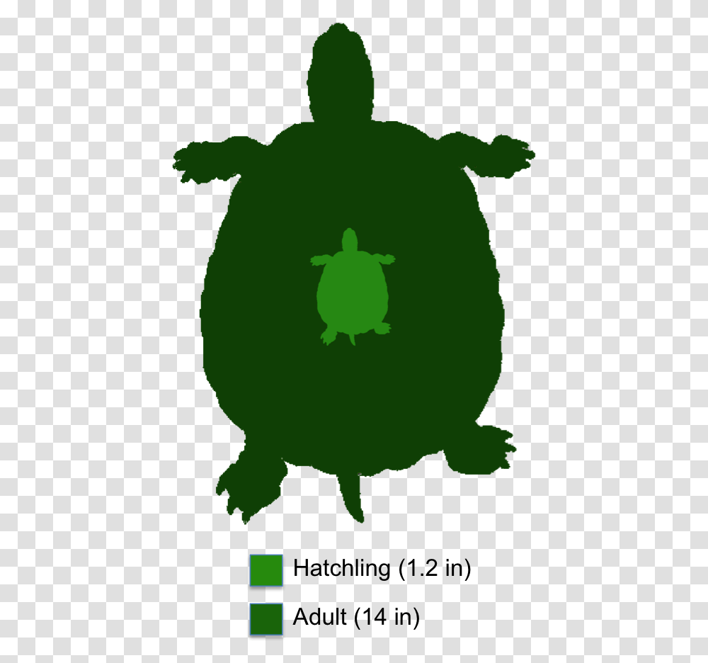 Three Striped Mud Turtle Adult, Tortoise, Reptile, Sea Life, Animal Transparent Png