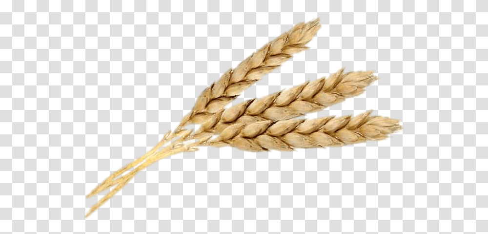 Three Wheat Spikes Wheat Jpg, Plant, Vegetable, Food, Grain Transparent Png