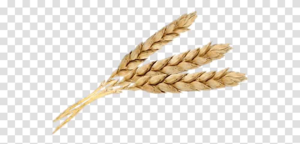 Three Wheat Spikes Wheat Three, Plant, Vegetable, Food, Grain Transparent Png