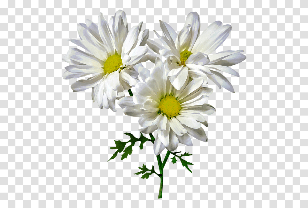 Three White Daisies Sweatshirt Lovely, Plant, Flower, Blossom, Daisy Transparent Png