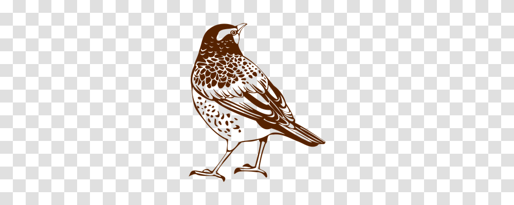 Thrush Animals, Blackbird, Agelaius, Finch Transparent Png