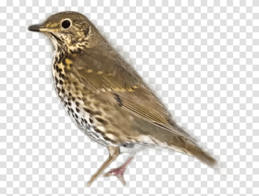Thrush Image Song Thrush Song, Bird, Animal, Anthus, Sparrow Transparent Png