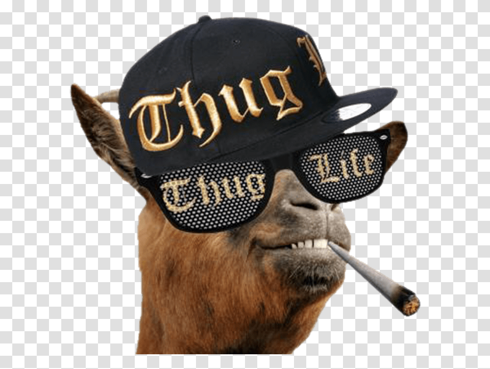 Thug Life Llama Thug Life, Baseball Cap, Hat, Person Transparent Png