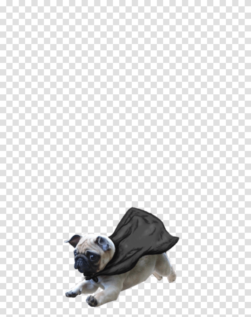 Thug Life Pug Image Background Dog Images, Cushion, Clothing, Machine, Wheel Transparent Png